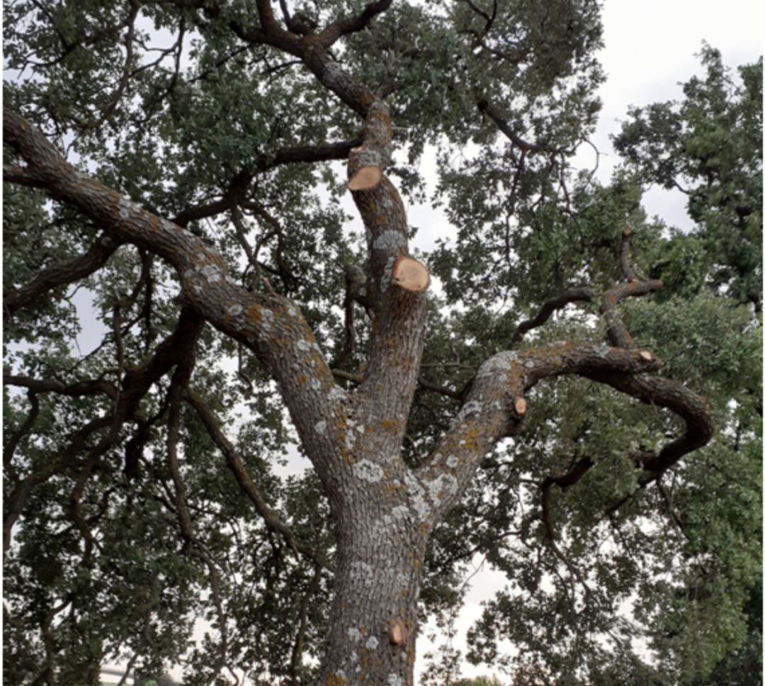 Poda de encina en Valdeluz