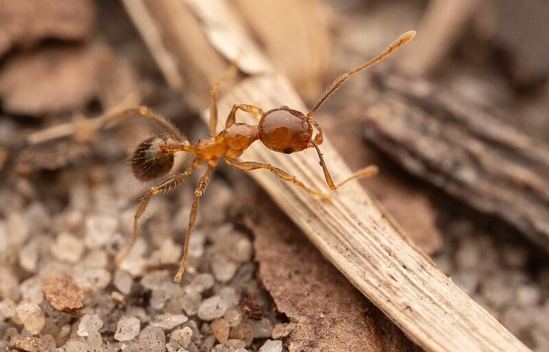 Foto de una hormiga cabezona africana ( Pheidole megacephala )/ Autor: Philipp Hoenle