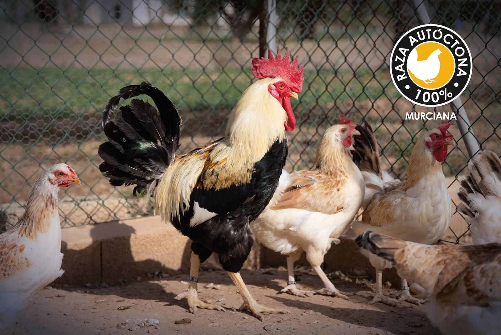 Ejemplares de gallina murciana