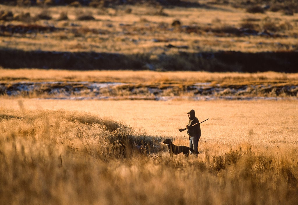 Pheasant hunter with dog in northern California near Mt. Shasta in November.