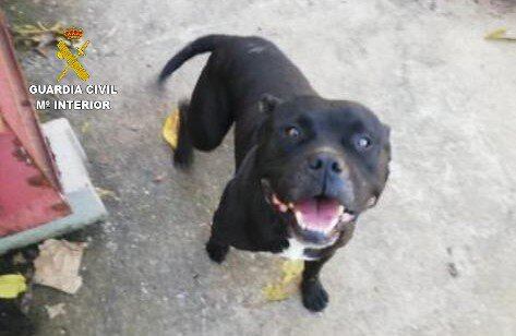 Investigan al dueño del perro que atacó mortalmente a una mujer en Macastre