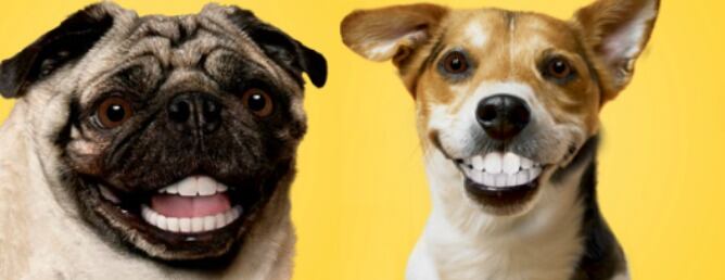 Falsa dentadura postiza para perros Doggie