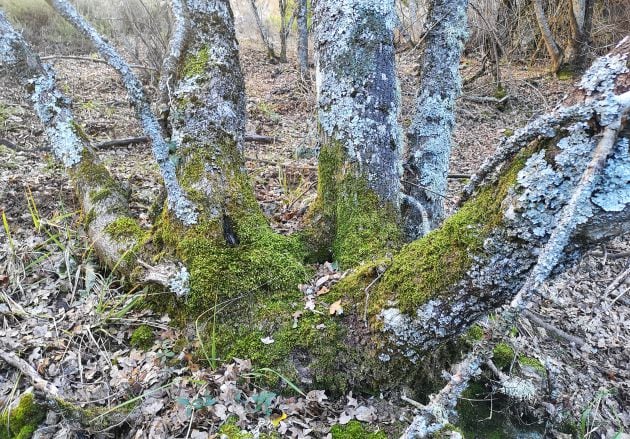 En la ruta veremos, además de pinos, robles quejigos, acebos y arces de Montpellier de grandes dimensiones.