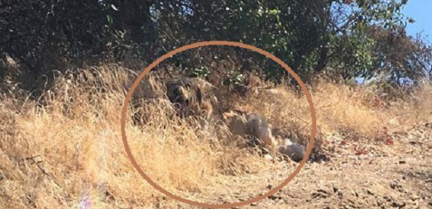 El perro está escondido tras la vegetación.