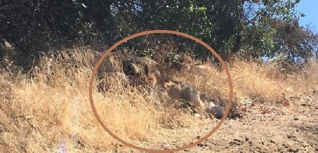 El perro está escondido tras la vegetación.