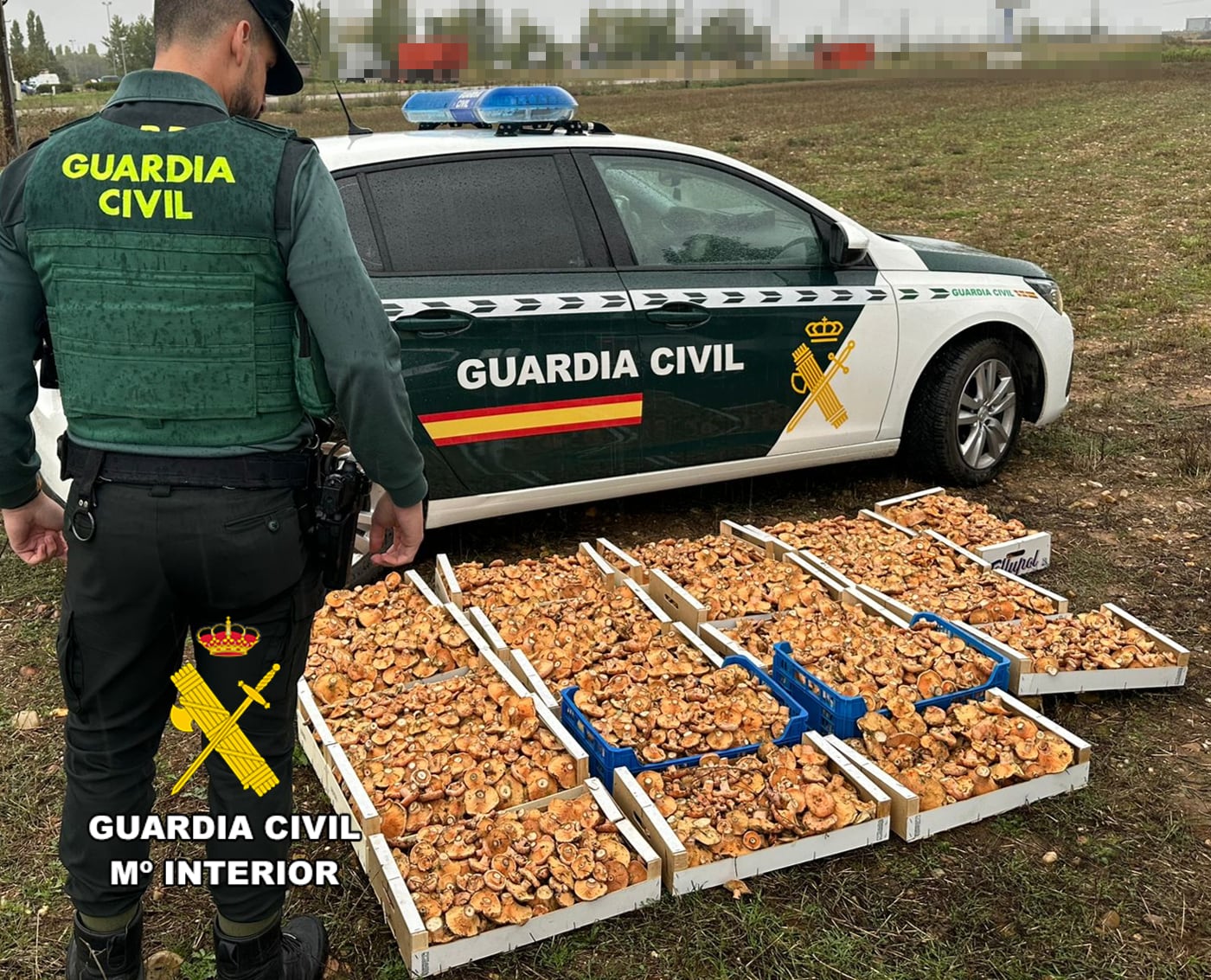 La furgoneta llevaba 137 kilos de níscalos recolectados sin autorización