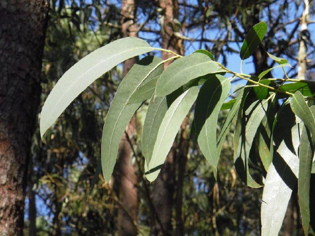 El eucalipto continúa en el centro de la polémica forestal