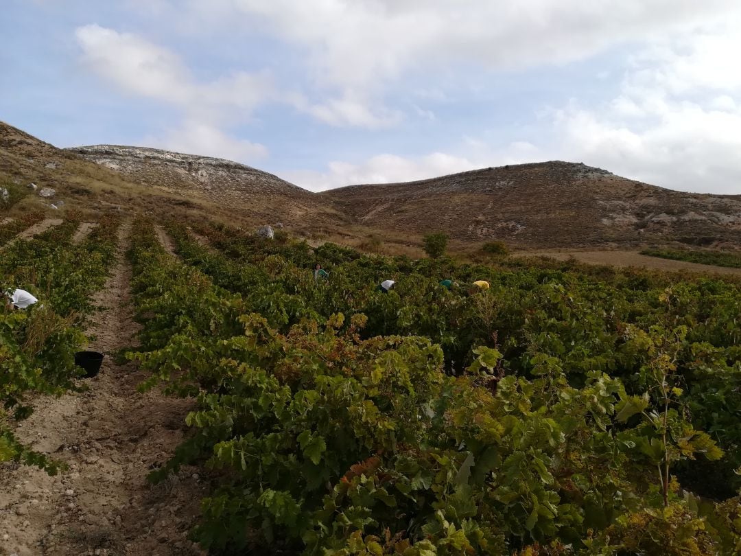 Viñedos en Ribera del Duero 