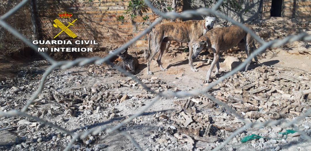 Los agentes encontraron animales hacinados, con evidentes signos de abandono y deficiencias higiénico-sanitarias. 