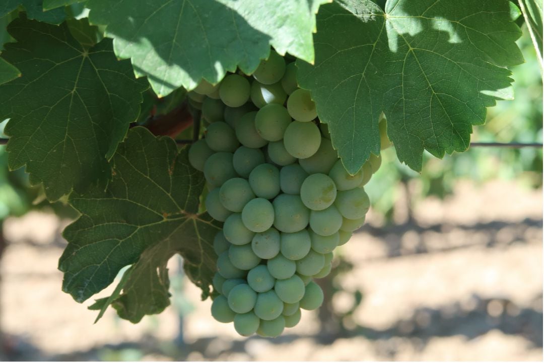 A finales de mes comenzará la vendimia de la variedad sauvignon blanc en la zona de Rueda