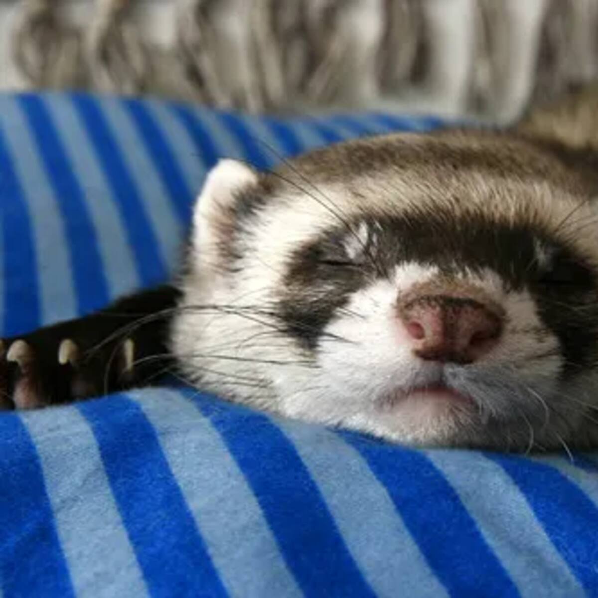 Perros, gatos y hurones pueden acceder ya a los edificios públicos administrativos de San Sebastián de los Reyes