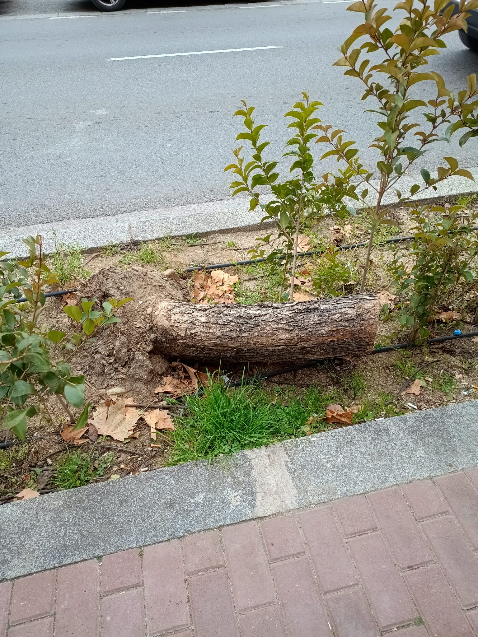 Zona verde en las aceras de Jesús del Gran Poder