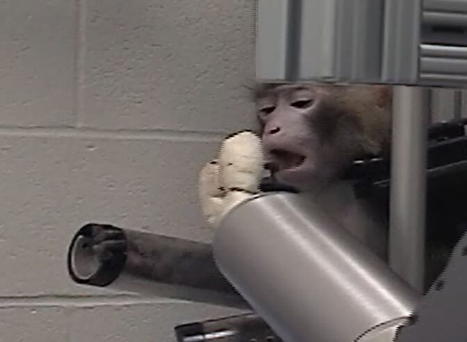 Un mono llamado Arthur mueve un brazo robótico en un experimento llevado a cabo por un equipo de científicos de la Universidad de Pittsburgh (EE UU).