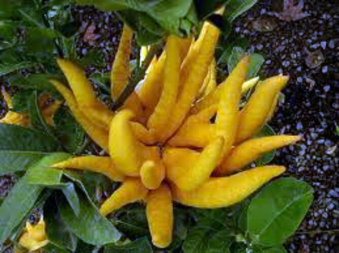 Mano de Buda (cítrico)