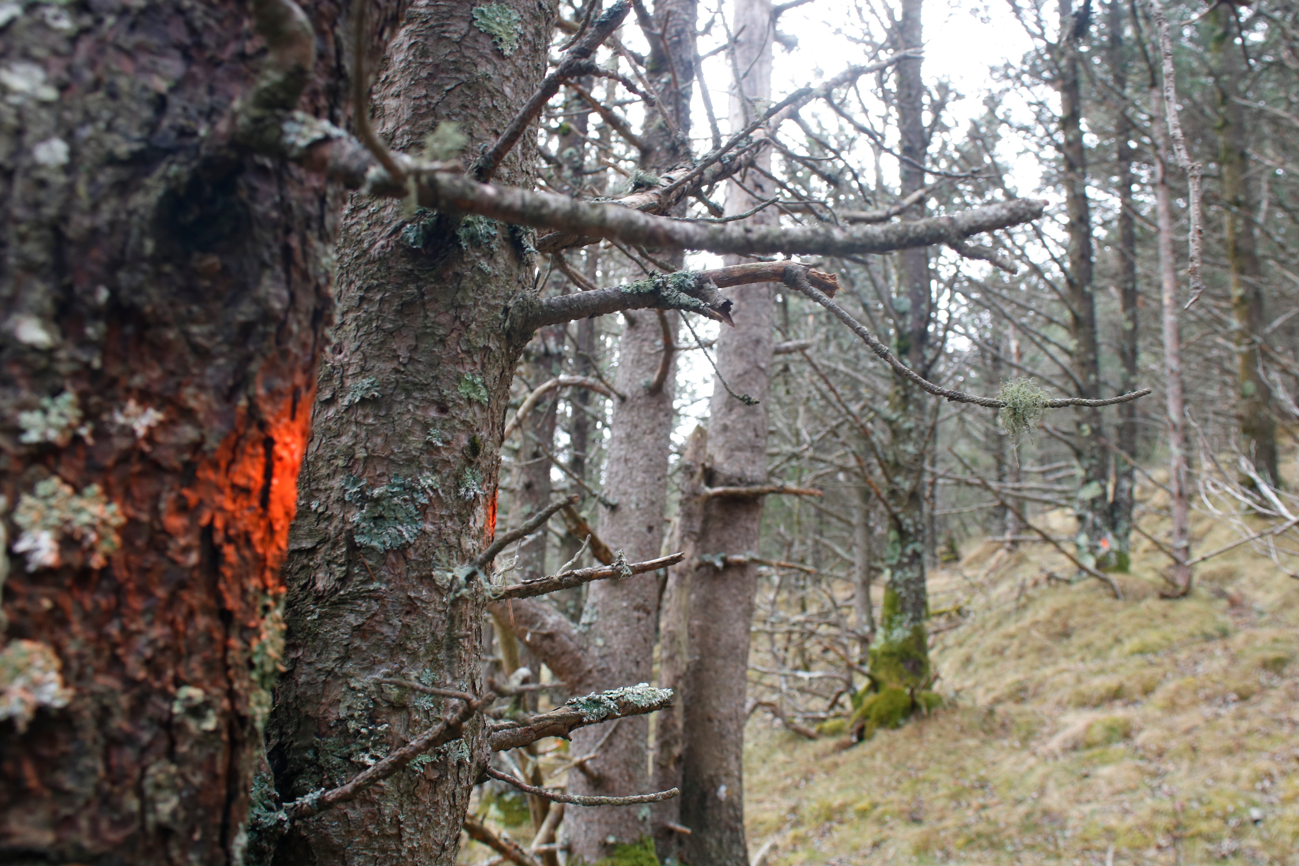 Arbres marcats per ser talats en un bosc dens de Molló, al Ripollès.