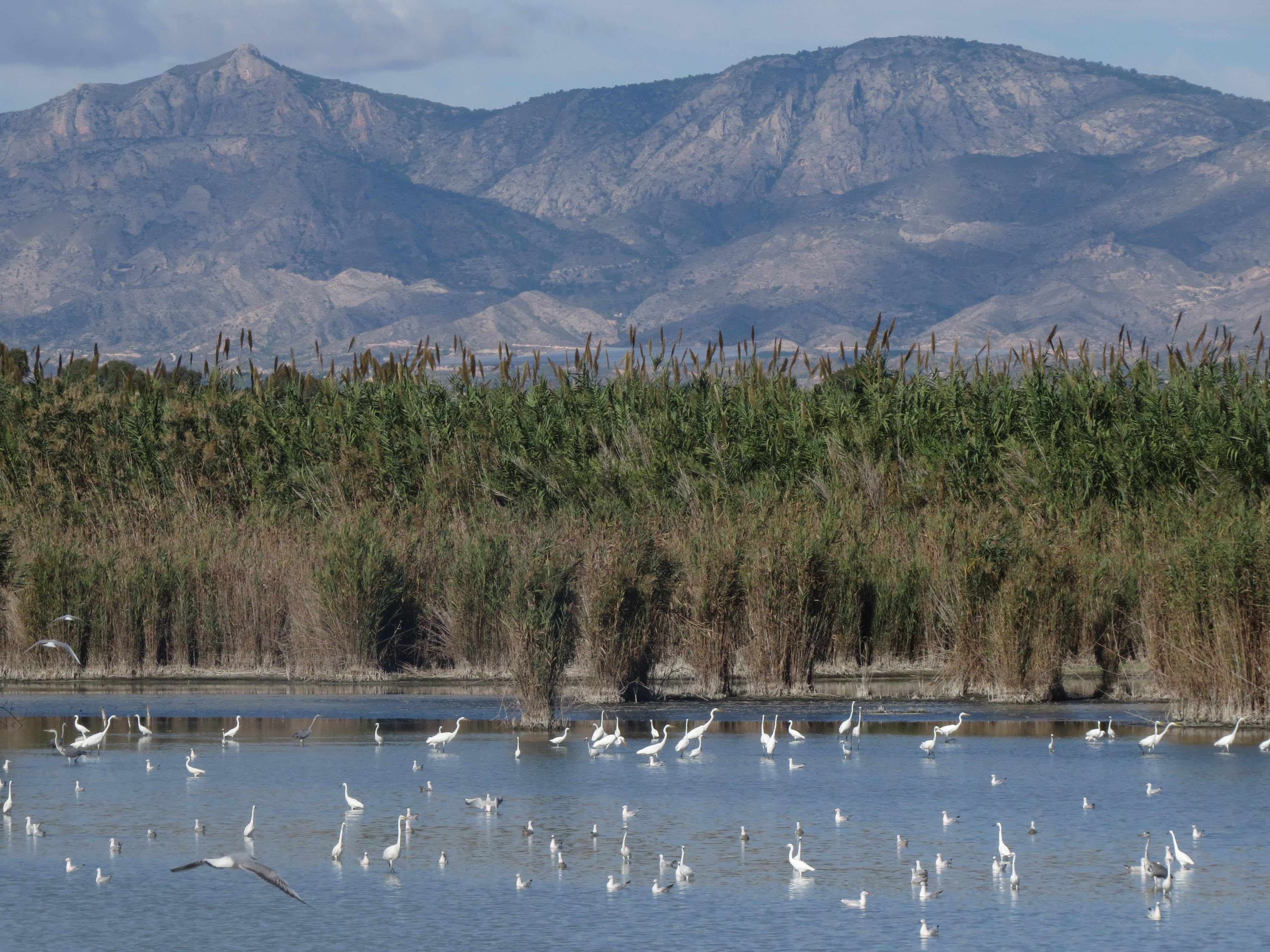 Imagen del Parque Natural de El Hondo