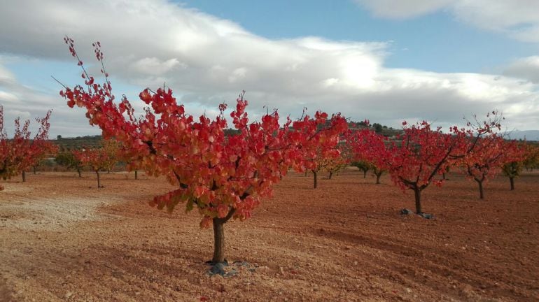 Un terreno de Bullas con albaricoqueros de agricultura ecológica