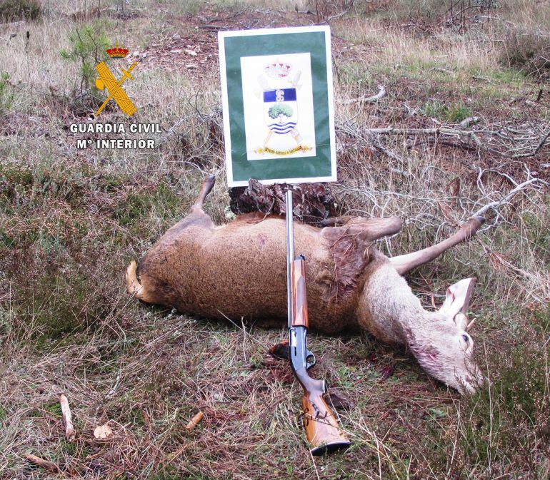 Ciervo macho abatido por un cazador sin licencia de caza y sin autorización del titular del coto. 