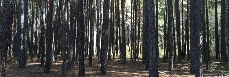 Pinar en la Serranía de Cuenca cerca del Monumento a la Madera.