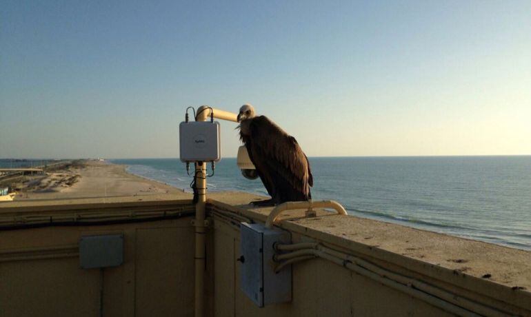 Imagen de un buitre en una azotea de la ciudad de Cádiz