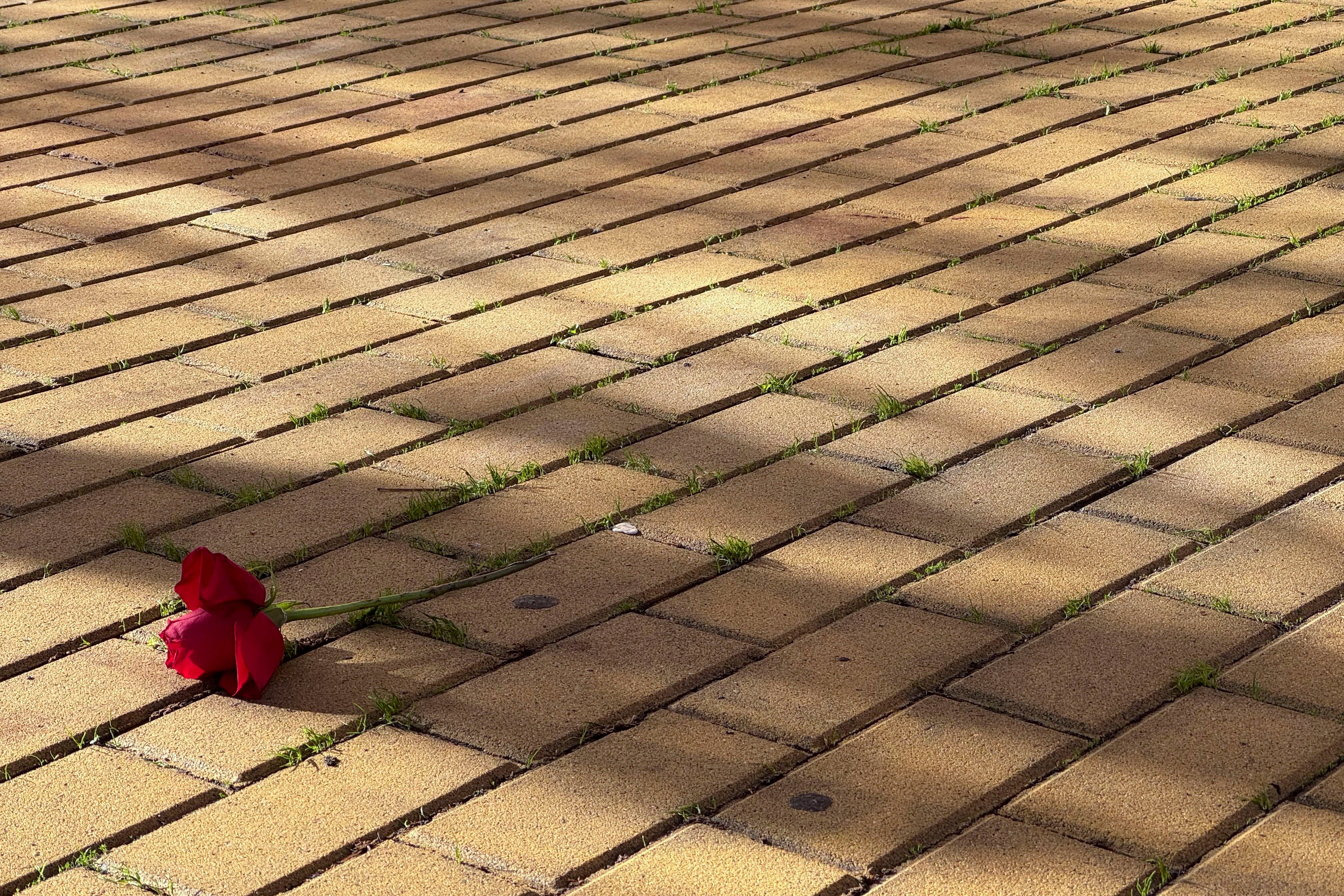 Rosa que un vecino de la zona ha dejado a primera hora de la mañana en el lugar en el que cayó el hombre. 