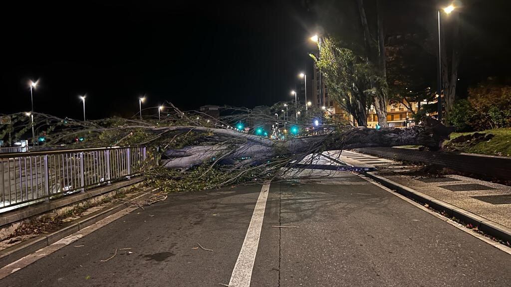 Árbol caído por fuertes rachas de viento en la calle Madrid, en Vitoria