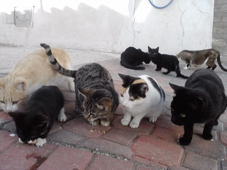 Una colonia de gatos callejeros.