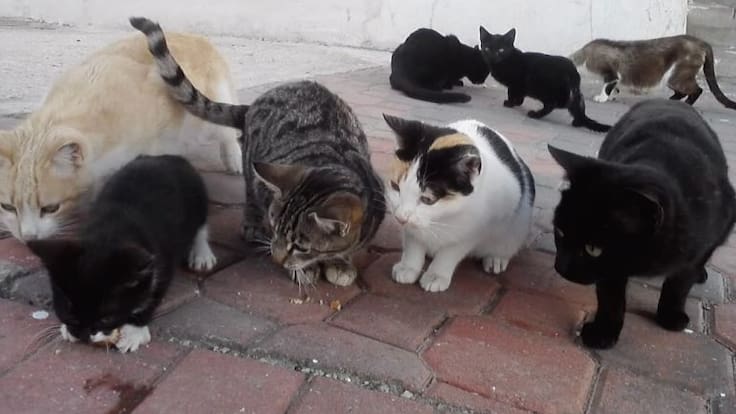 Alba Cabrera, presidenta SOS Animales Cuéllar, habla del convenio firmado con el Ayuntamiento para el programa de control de colonias felinas