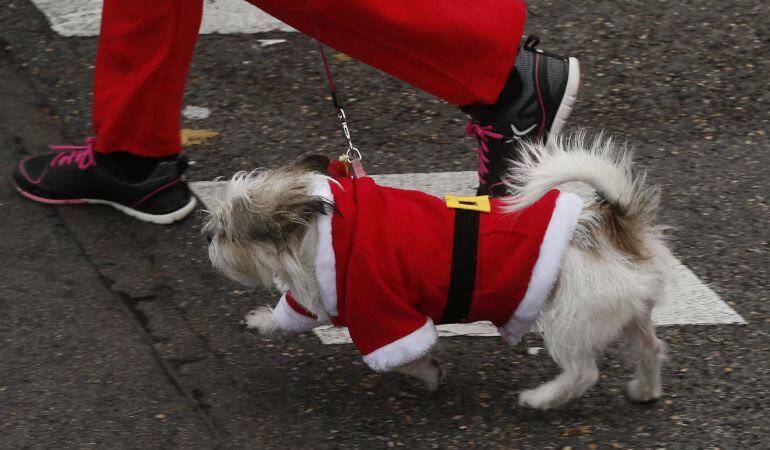 La San Silvestre tiene una “edición perruna” en Paracuellos de Jarama