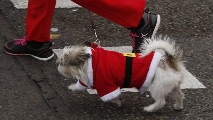 Roberto Sotomayor, concejal de Medio Ambiente de Paracuellos, sobre la San Silvestre Perruna 2024