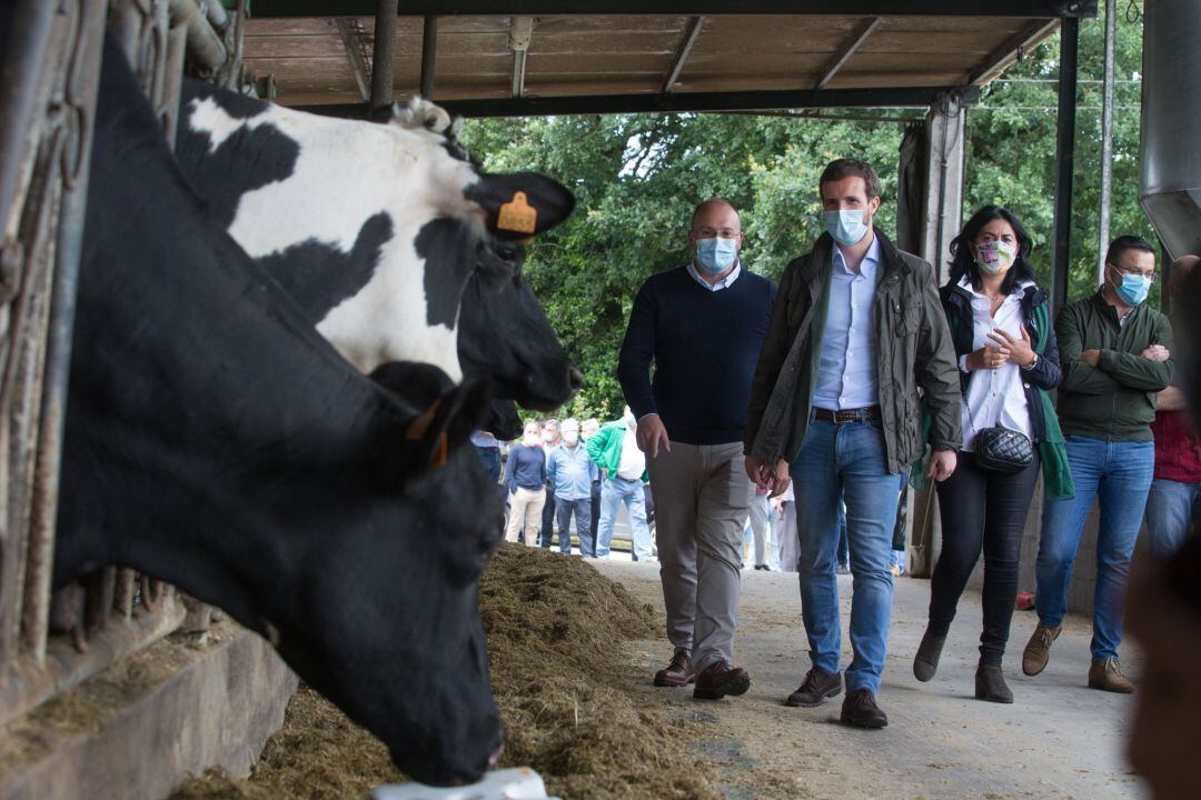 Pablo Casado visitando una explitación láctea en Cospeito