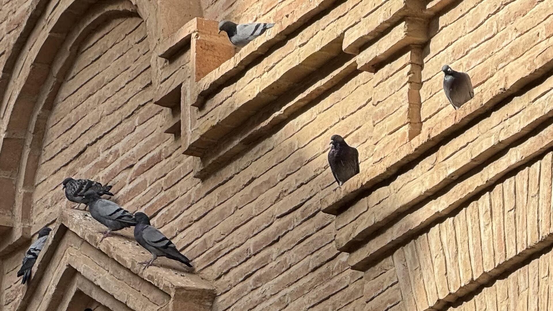 Palomas en la fachada de un edificio
