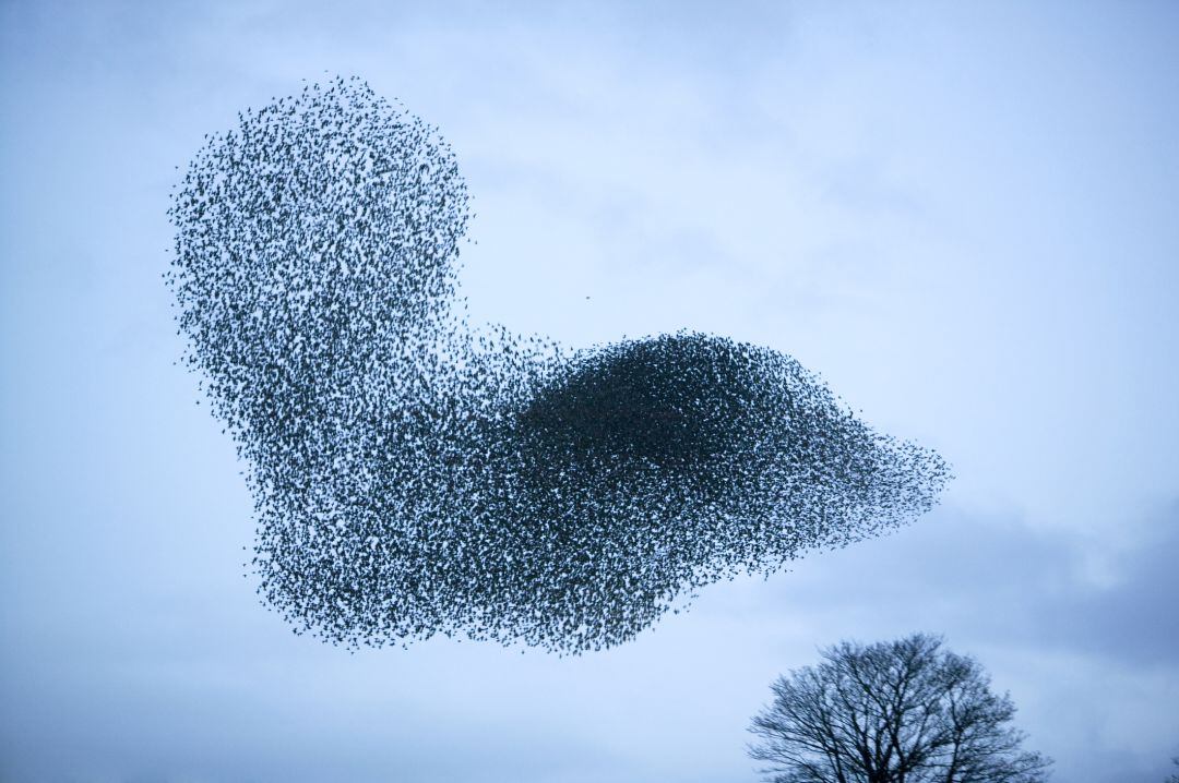 Plaga de estorninos en Palencia