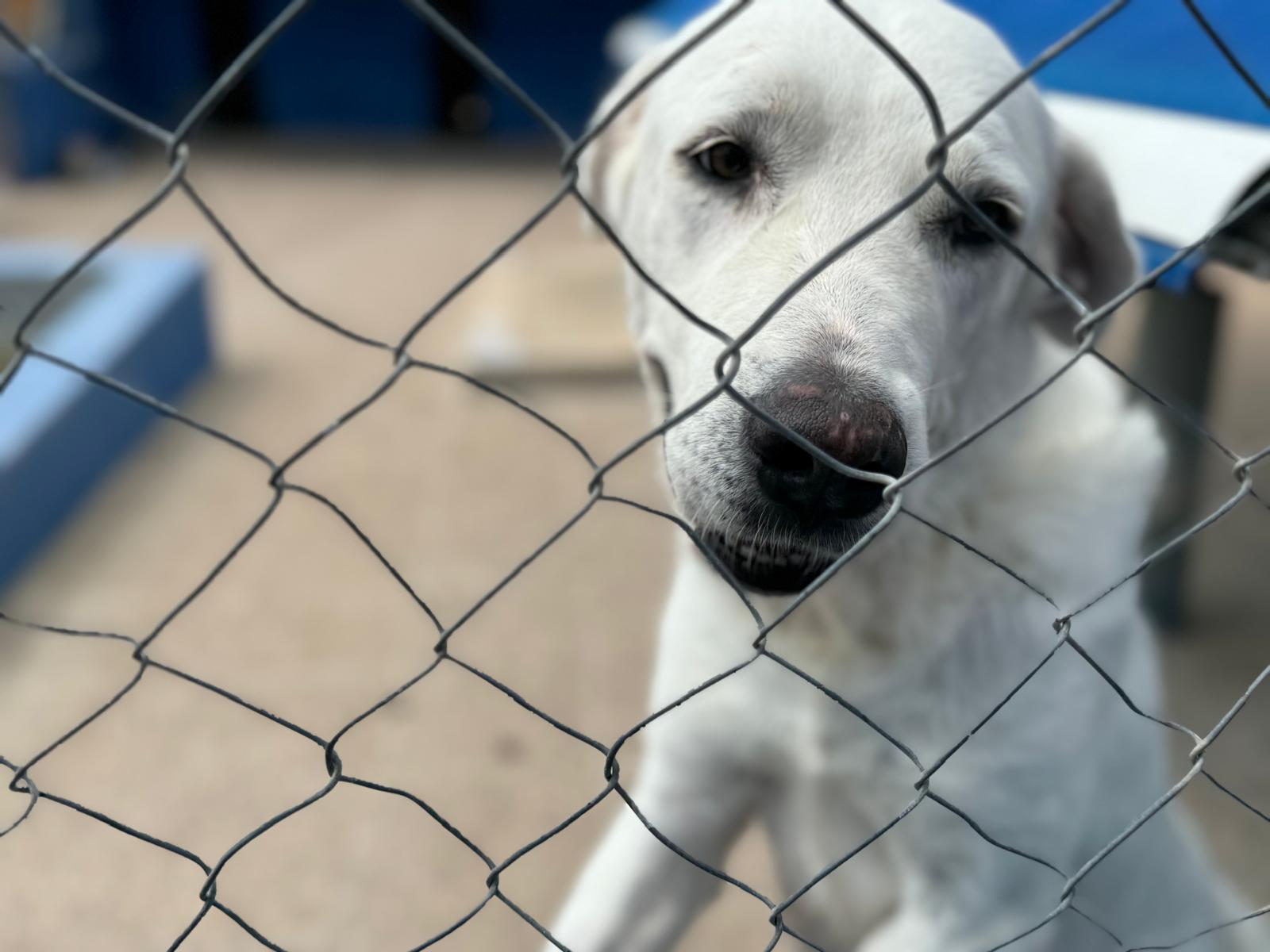 La Generalitat subvencionará el voluntariado para cuidar animales de compañía de mayores y hospitalizados