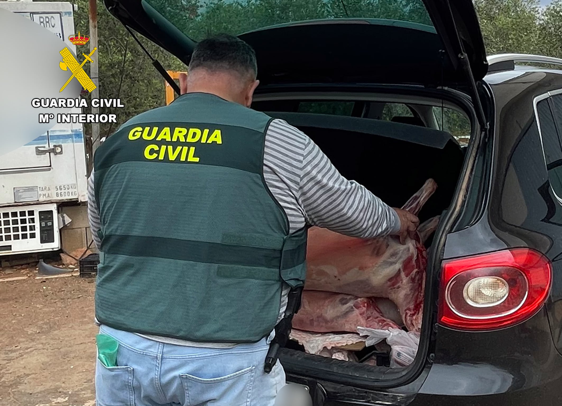 Un agente de la Guardia Civil manipula varios corderos sacrificados en el matadero ilegal