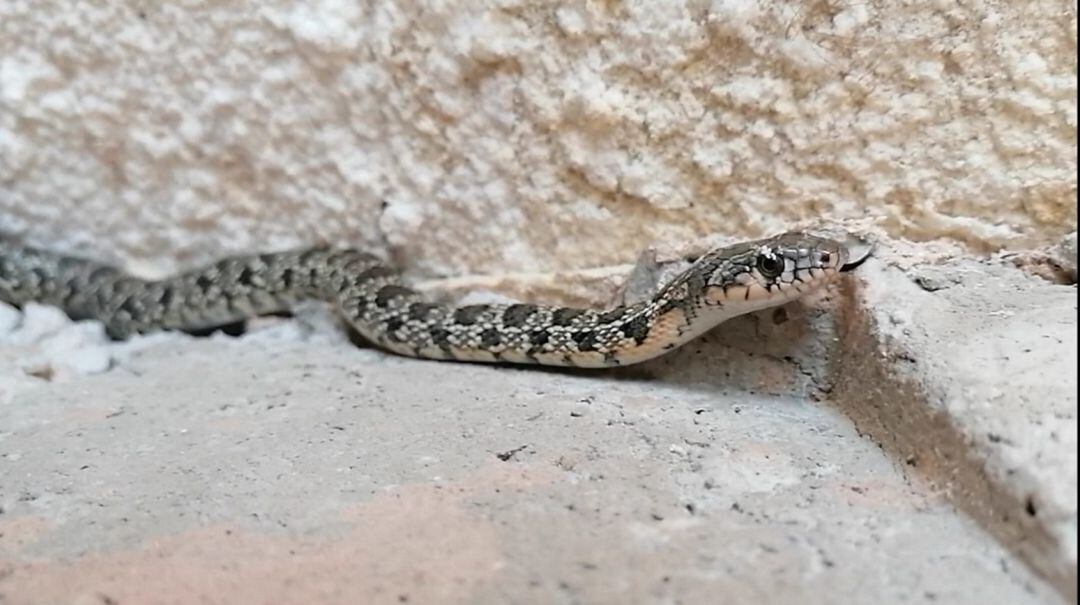 Una de las culebras de herradura halladas en casas de Lorca