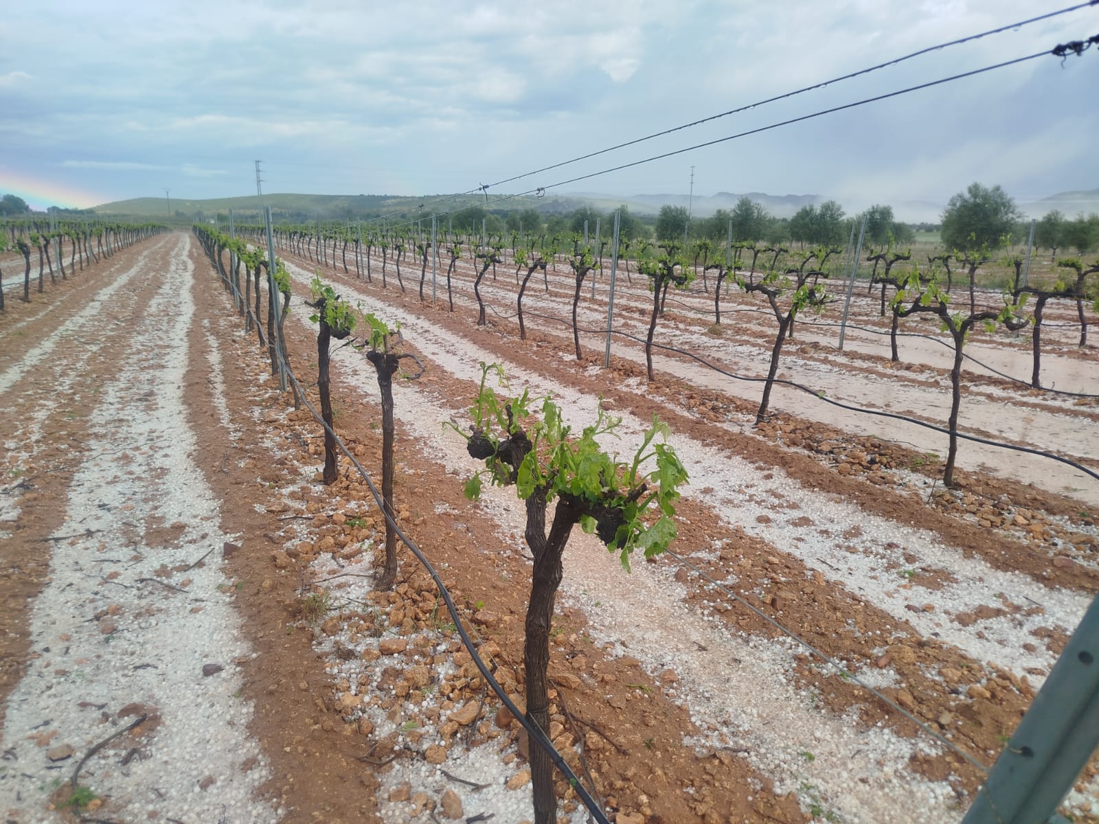 Viñedo cercano a Malagón