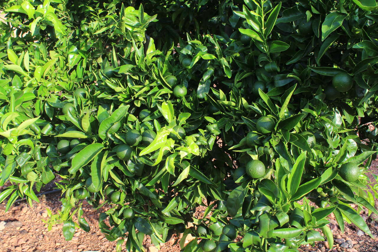 Carlos de cítricos en la Comunitat Valenciana en una imagen de archivo.