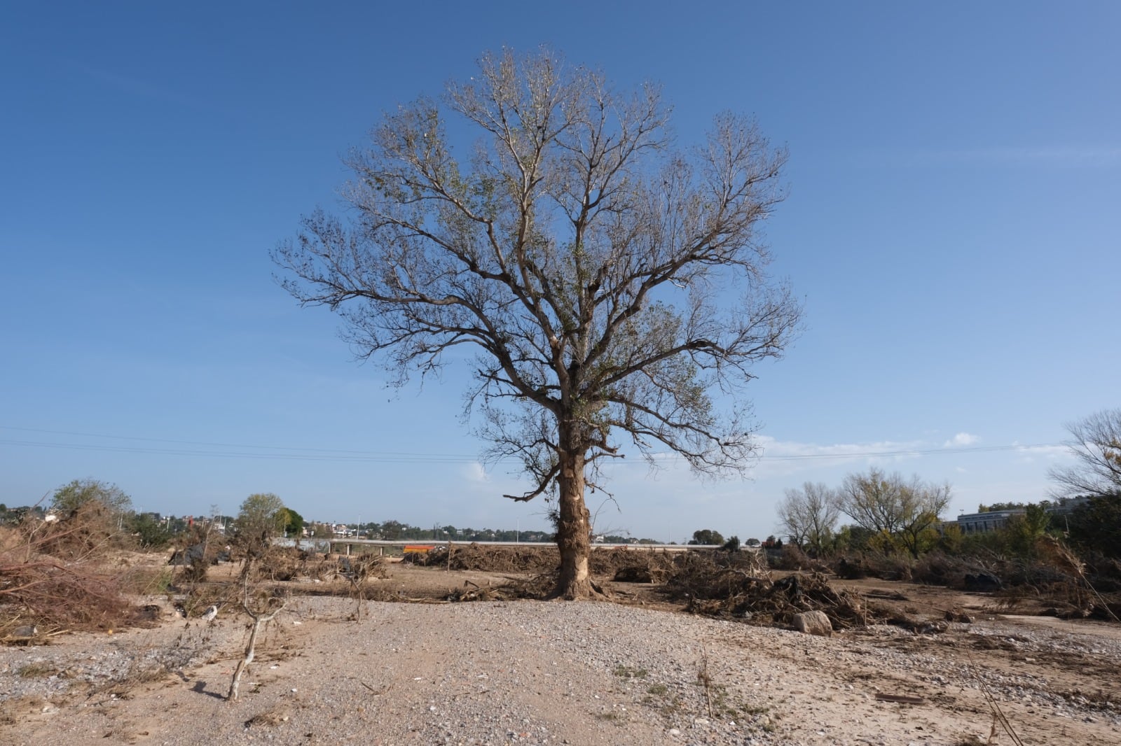 Imagen tras la DANA del chopo negro de l&#039;Esplanada del río Túria (a la altura del Pont Vell), en Riba-roja 