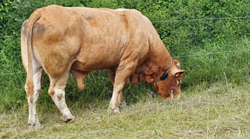 La ganadería está viéndose muy afectada por el calor y la sequía