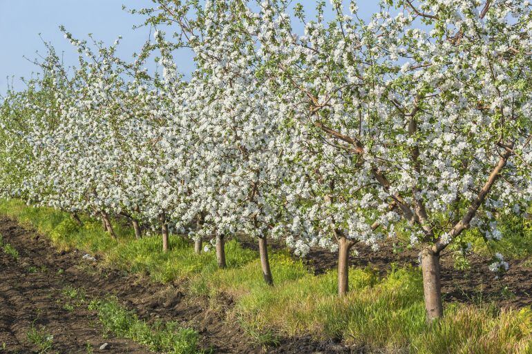 Plantación de manzanos