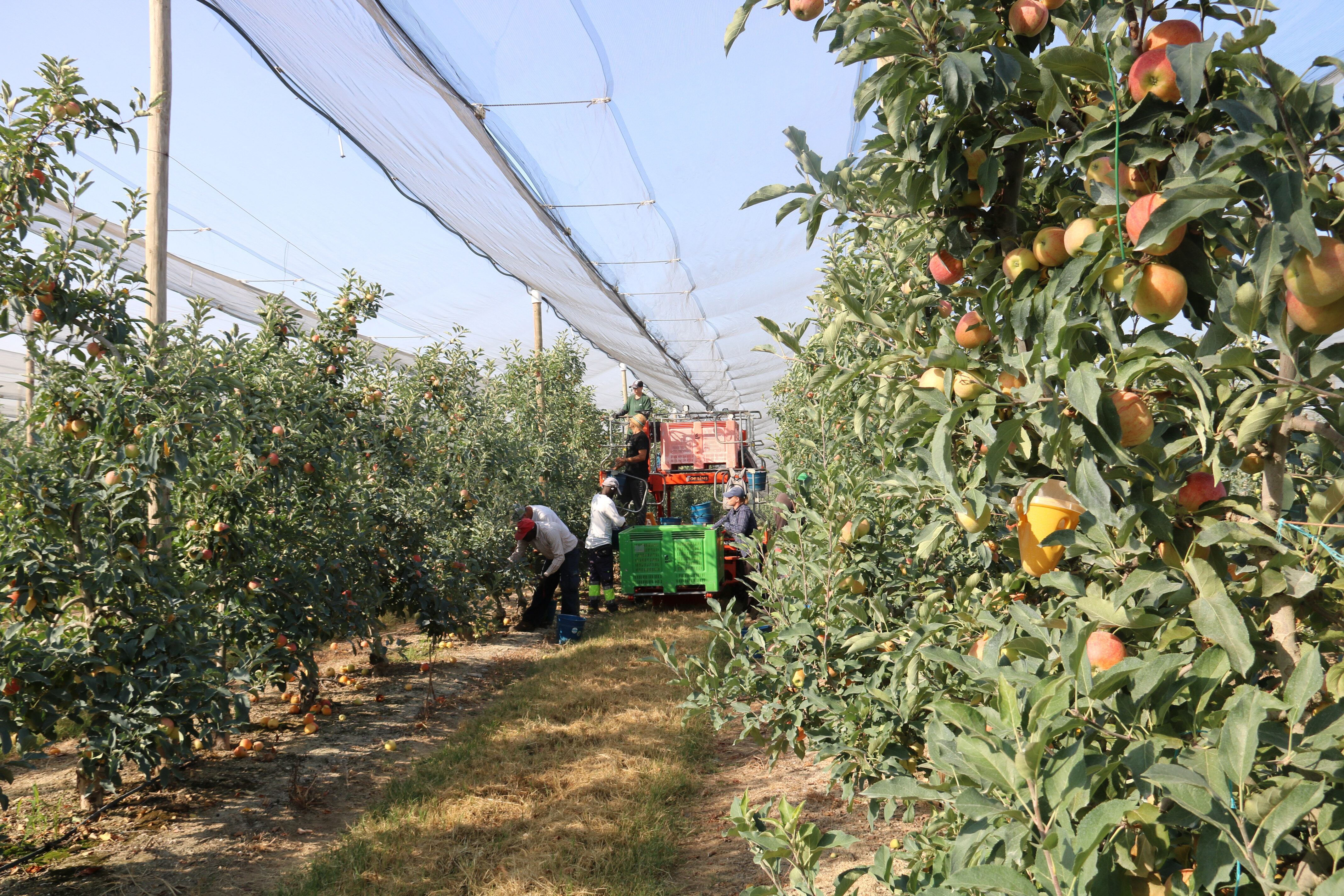 Fa pocs dies ha començat la collita de la poma a Lleida i segueix la de pera. Foto: ACN.