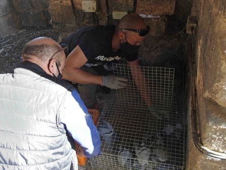 Técnicos de la empresa que ejecuta el proyecto retiran palomas de la jaula-trampa instalada en el campanario de la Iglesia de la Asunción