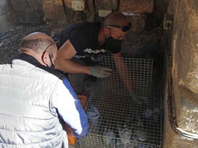 Técnicos de la empresa que ejecuta el proyecto retiran palomas de la jaula-trampa instalada en el campanario de la Iglesia de la Asunción