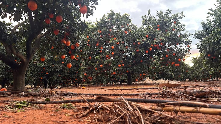 Entrevista a Bernardo Ferrer (AVA-ASAJA) en "Hoy por Hoy Xàtiva"