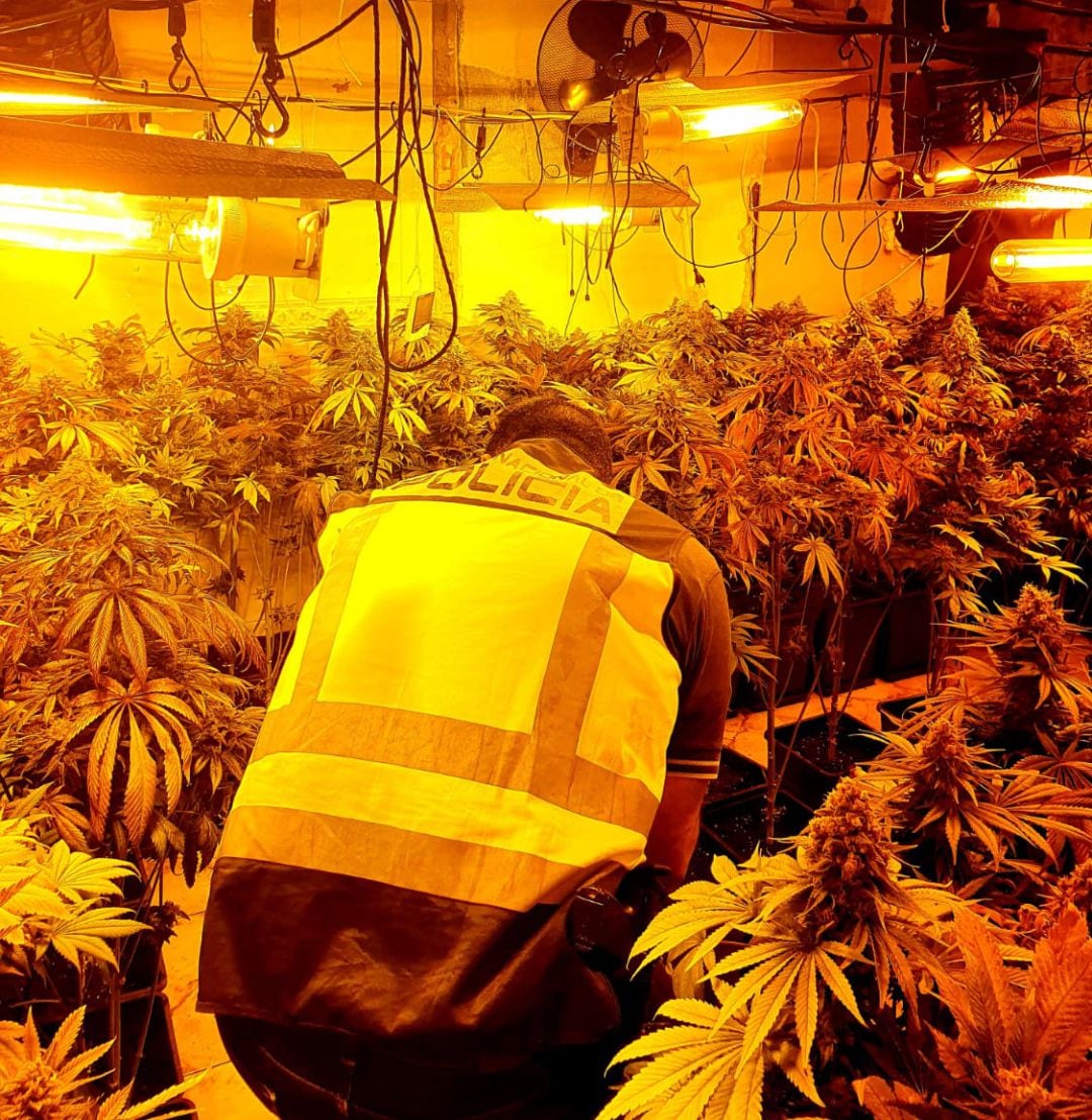 Plantación de marihuana en el interior de una vivienda en Dos Hermanas (Sevilla) 