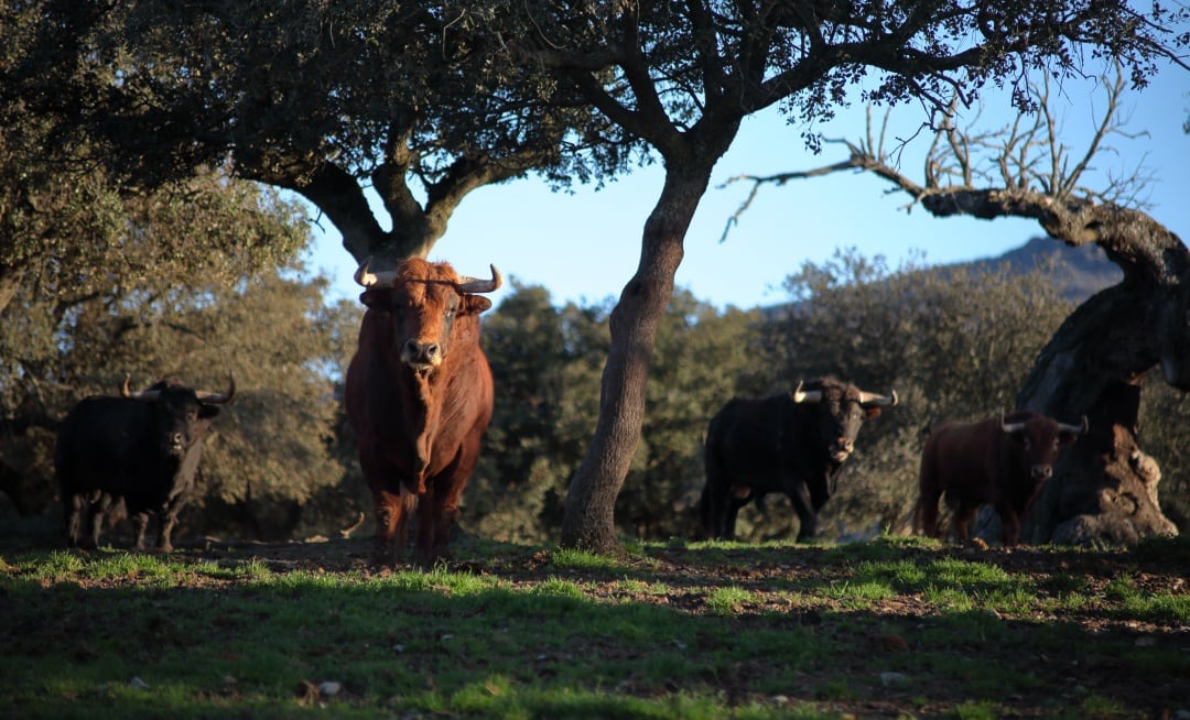 Imagen de toros de lidia en la ganadería, ubicada en el Puerto de la Calderilla, en Salamanca