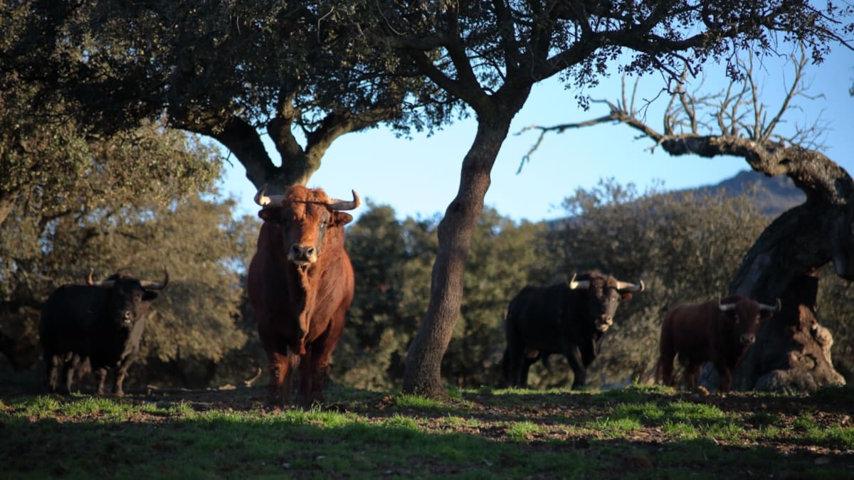 Las ganaderías de toros de lidia de Castilla y León, ante su gran enemigo: los elevados costes de producción