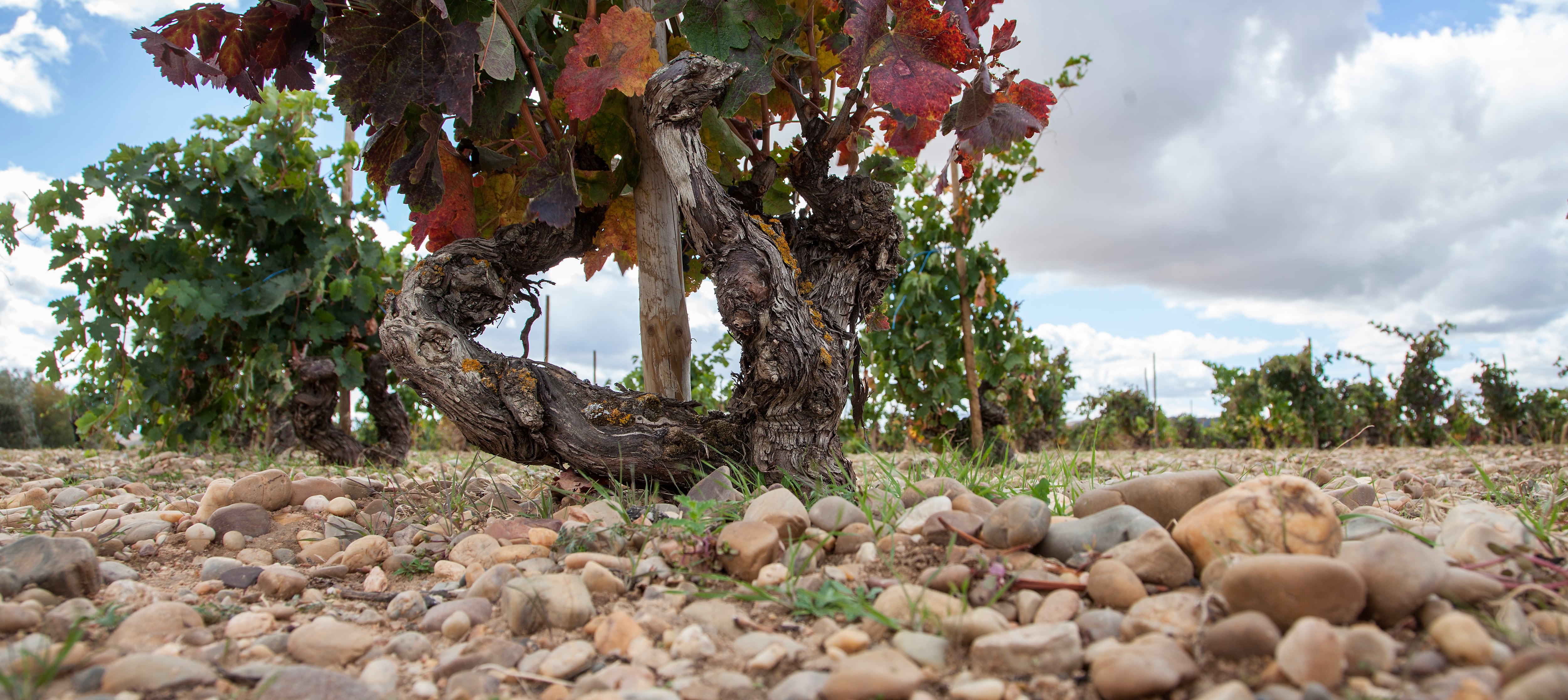 Bodegas Dehesa de los Canónigos