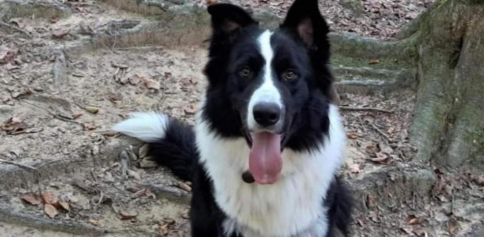 Lucky, el gos border collie que van robar a Navata